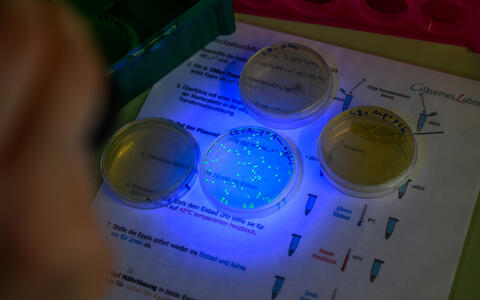Leuchtende Bakterien in Petri-Schale